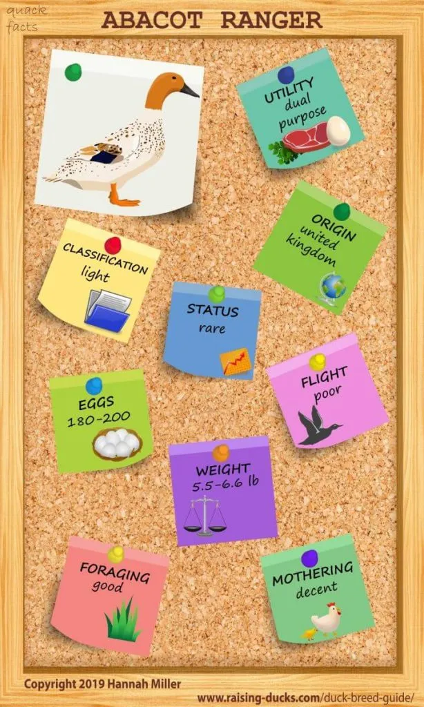 abacot ranger duck breed infographic