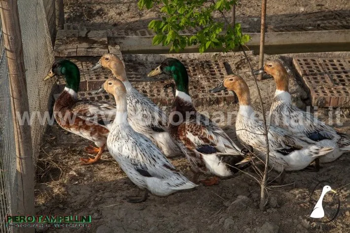 abacot ranger duck flock