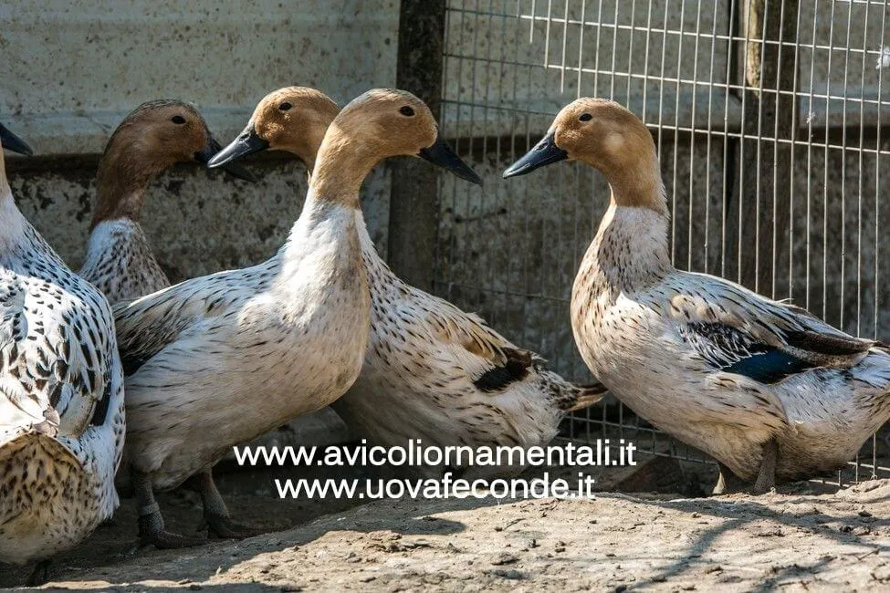 streicher duck abacot ranger