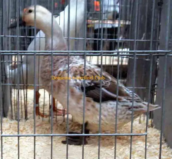 gold phase welsh harlequin duck