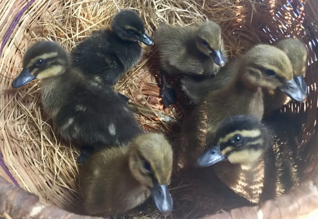 sex-linked khaki campbell welsh harlequin cross ducklings
